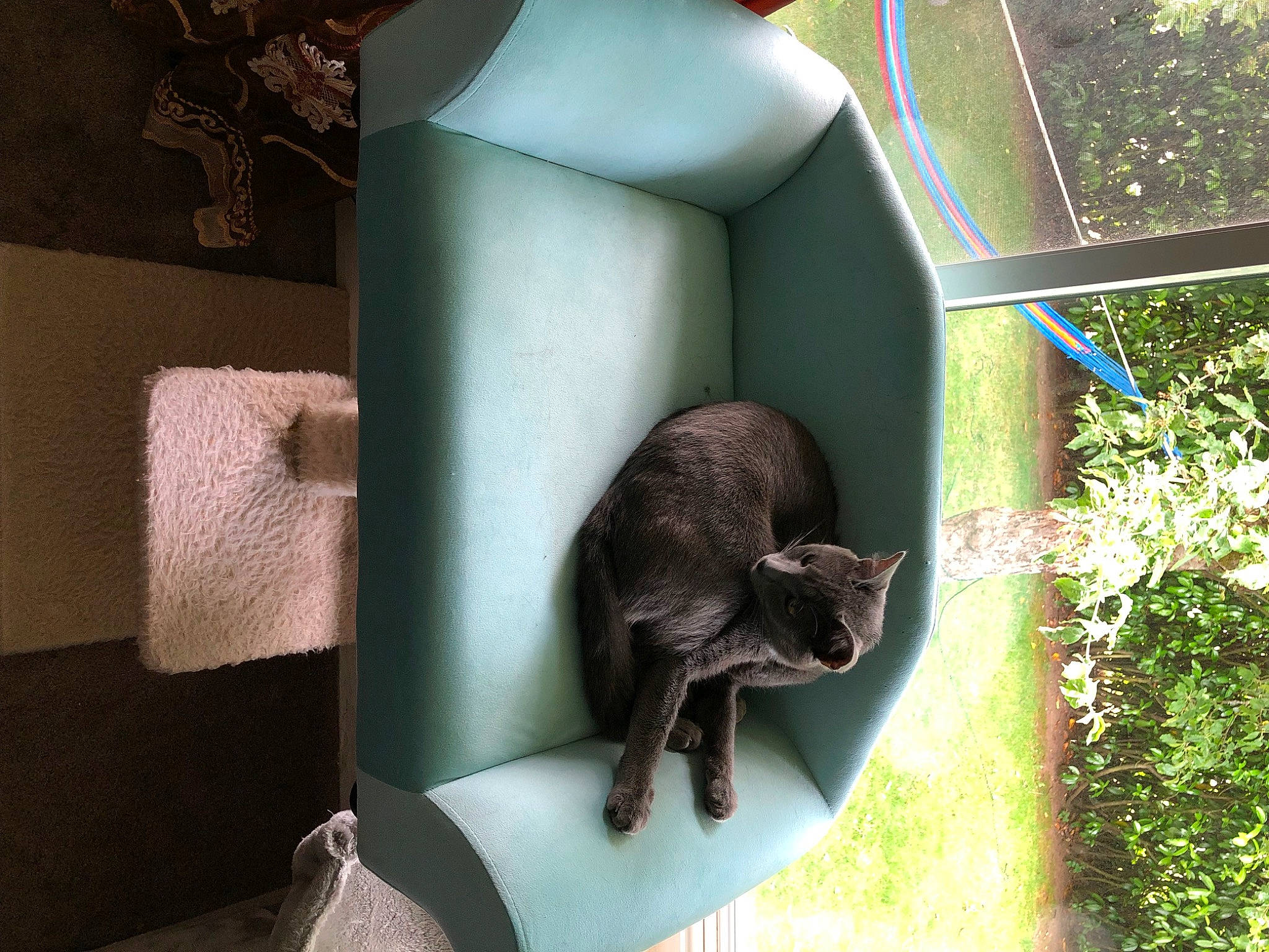 Filimon Tobar is registered to the contest to win money with this photo: automotive_tire, black_cat, canidae, carnivore, cat, cat_supply, comfort, dog_breed, domestic_short_haired_cat, fawn, felidae, fur, grass, organism, plant, sitting, small_to_medium_sized_cats, tail, terrestrial_animal, whiskers