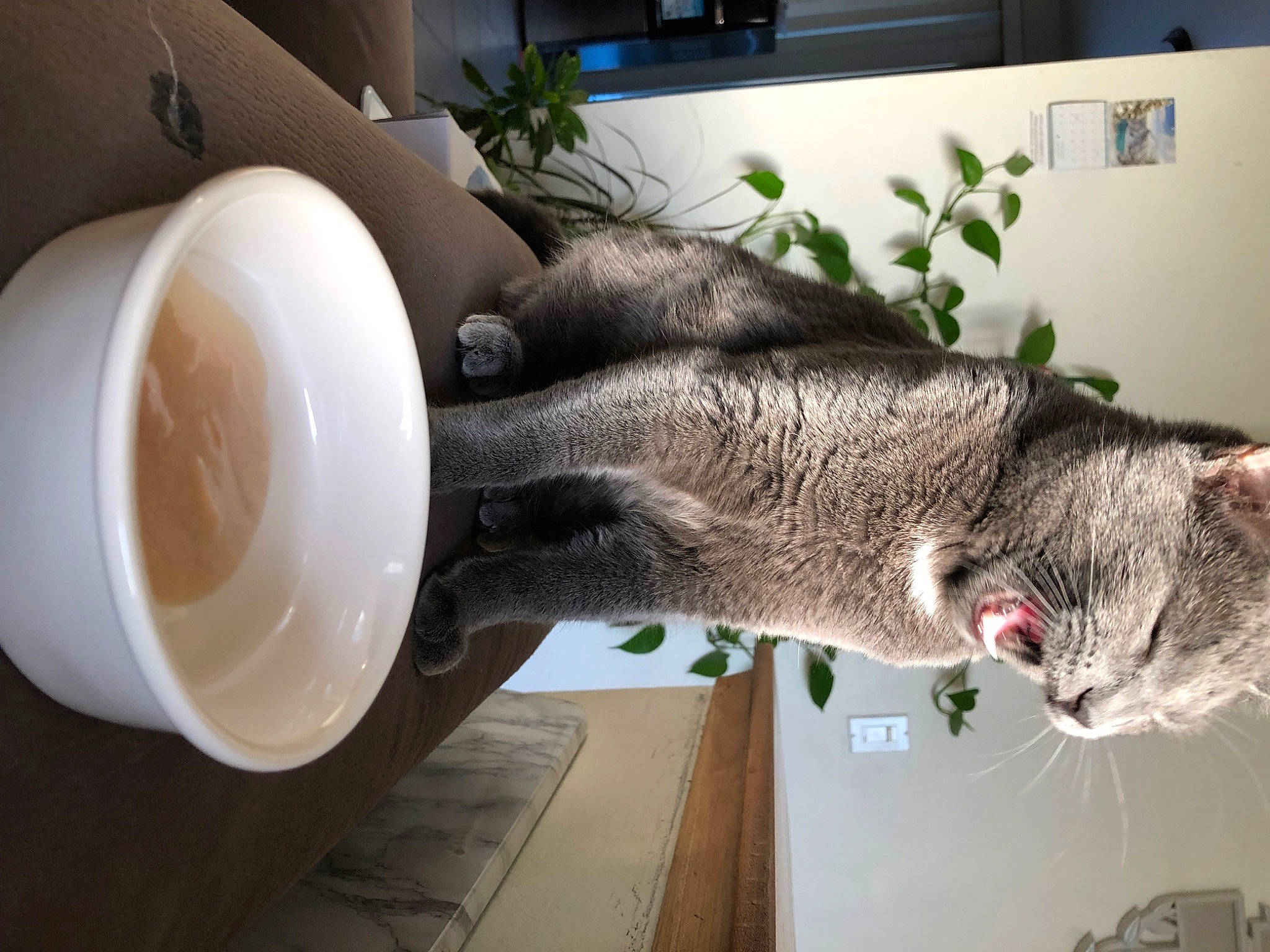 Filimon Tobar is registered to the contest to win money with this photo: cat, claw, cup, dishware, domestic_short_haired_cat, drinkware, felidae, flooring, fur, houseplant, jaw, plant, serveware, small_to_medium_sized_cats, snout, tail, tree, water, whiskers, wood
