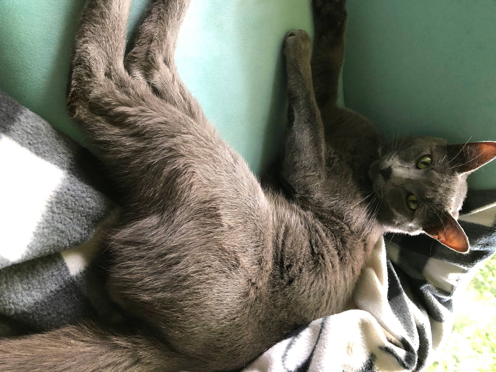 Filimon Tobar joined the competition — help win amazing prizes! carnivore, cat, claw, comfort, domestic_short_haired_cat, felidae, foot, fur, grey, paw, plant, small_to_medium_sized_cats, snout, tail, terrestrial_animal, tree, trunk, whiskers, wildlife