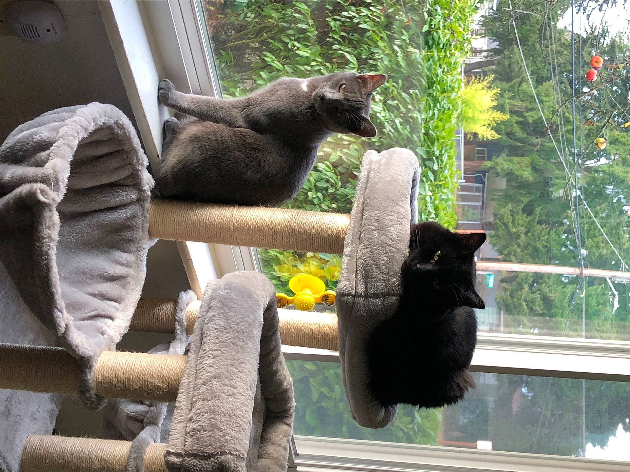 Filimon Tobar joined the competition — help win amazing prizes! art, bombay, carnivore, cat, domestic_short_haired_cat, felidae, flowerpot, fur, houseplant, plant, sculpture, sitting, small_to_medium_sized_cats, tail, terrestrial_animal, tree, whiskers, wildlife, window, wood