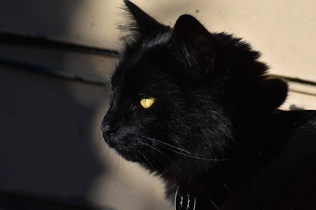 Tavito Tobar joined the competition — help win amazing prizes! black_cat, bombay, carnivore, cat, darkness, domestic_short_haired_cat, eye, felidae, fur, iris, monochrome, monochrome_photography, sky, small_to_medium_sized_cats, snout, terrestrial_animal, whiskers