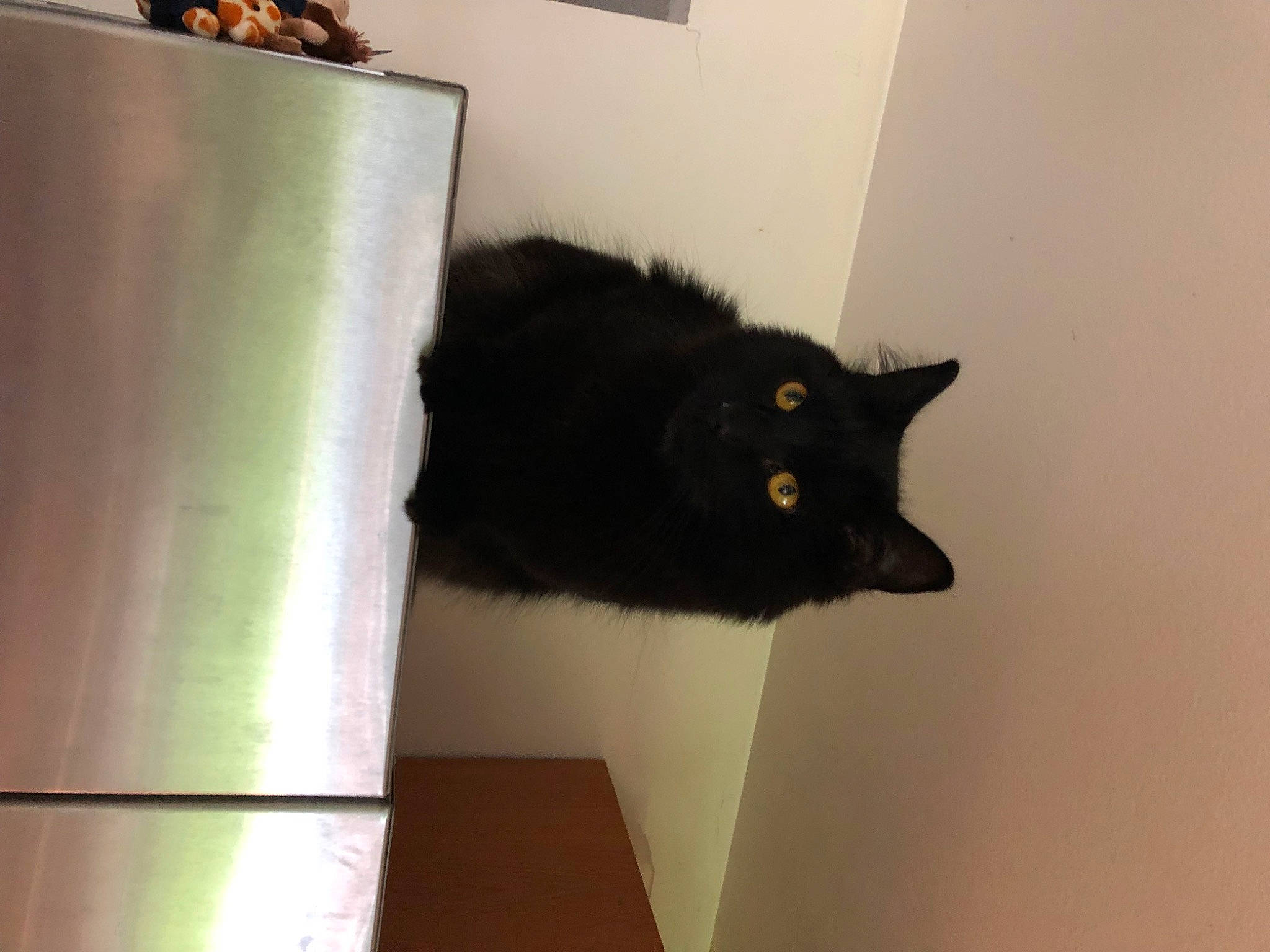 Tavito Tobar is registered to the contest to win money with this photo: black_cat, bombay, box, carnivore, cat, domestic_short_haired_cat, felidae, floor, flooring, fur, grey, hardwood, mammal, room, small_to_medium_sized_cats, tail, tree, vertebrate, whiskers, wood