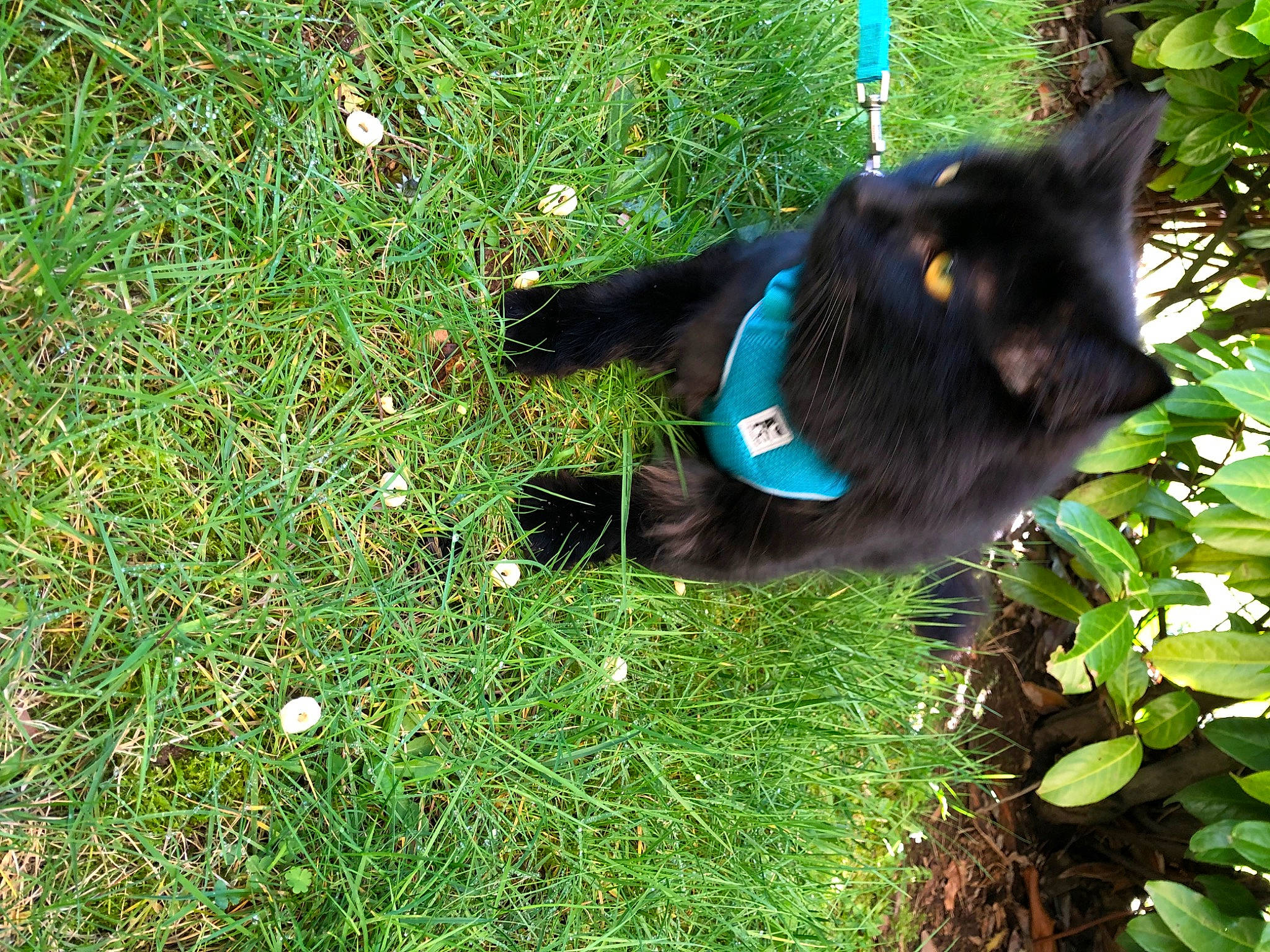 Tavito Tobar is registered to the contest to win money with this photo: black_cat, canidae, carnivore, cat, dog_breed, domestic_short_haired_cat, electric_blue, felidae, fur, grass, groundcover, plant, shrub, small_to_medium_sized_cats, snout, sporting_group, tail, terrestrial_animal, tree, whiskers