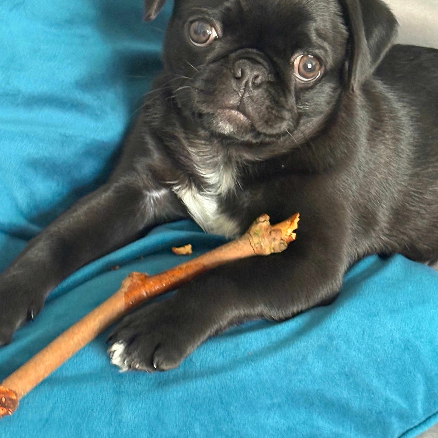 Winston is registered to the contest to win money with this photo: animal, black_dog, blanket, blue_blanket, canine, cute, dog, fur, indoor, looking_at_camera, lying_down, mammal, pet, playful, pug, puppy, resting, small_dog, stick, young