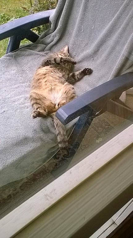 Minou participe au concours pour gagner de l'argent avec cette photo : carnivore, cat, felidae, small_to_medium_sized_cats, table