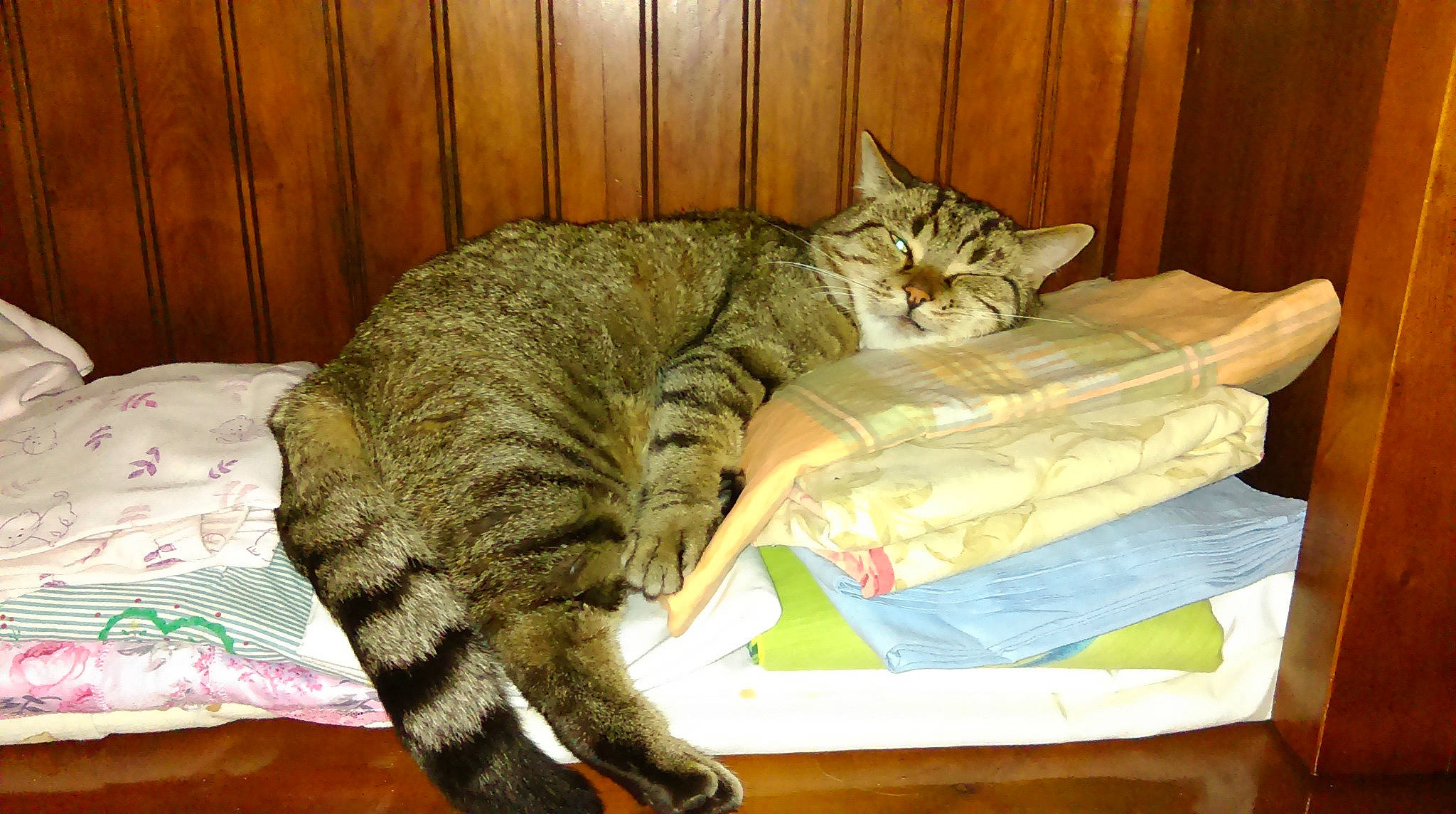 Minou participe au concours pour gagner de l'argent avec cette photo : american_shorthair, asian, australian_mist, california_spangled, carnivore, cat, domestic_short_haired_cat, dragon_li, european_shorthair, felidae, mammal, nap, ocicat, pixie_bob, small_to_medium_sized_cats, tabby_cat, whiskers