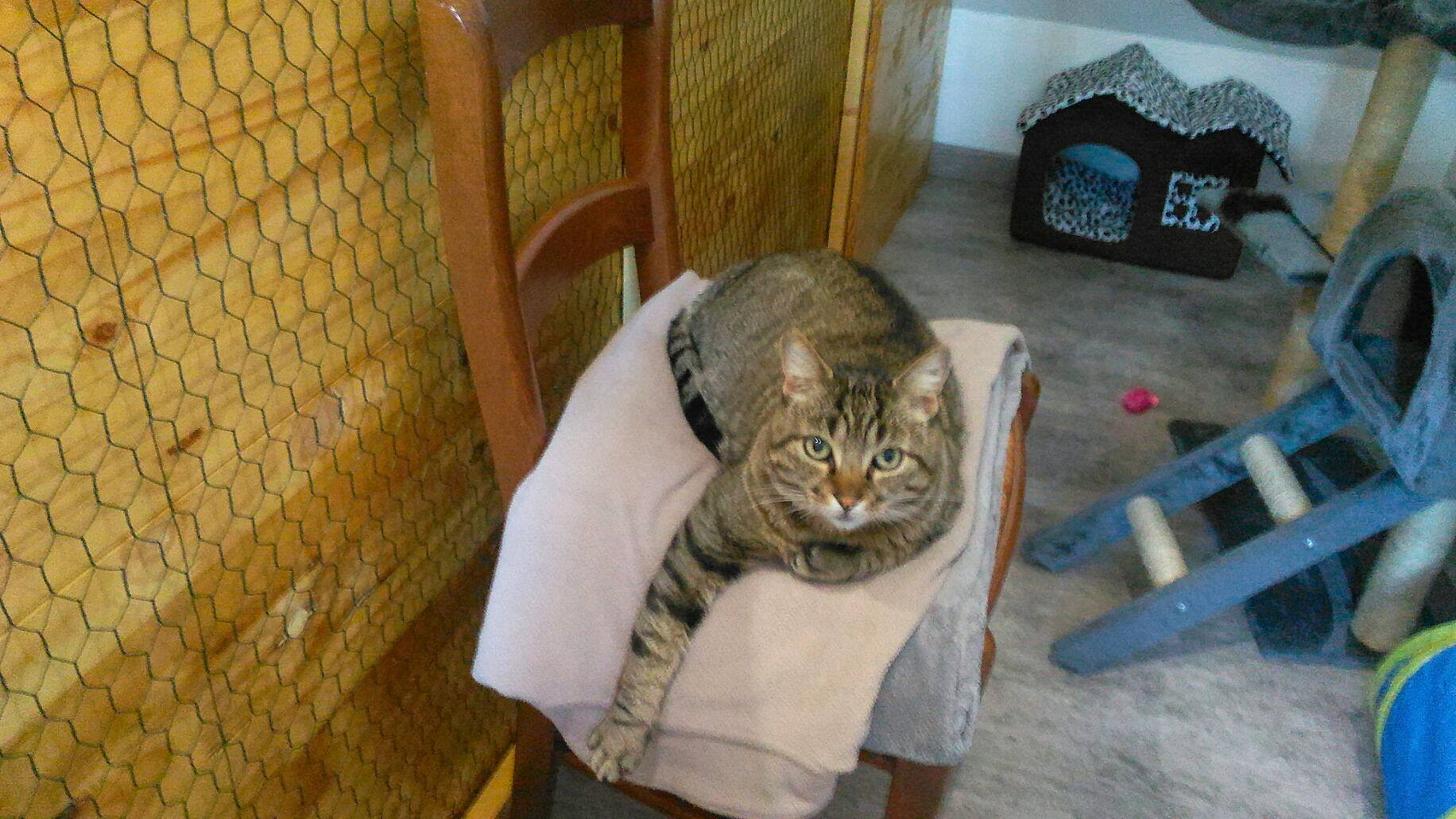 Minou participe au concours pour gagner de l'argent avec cette photo : american_curl, asian, carnivore, cat, domestic_short_haired_cat, dragon_li, european_shorthair, fawn, felidae, mammal, small_to_medium_sized_cats, tabby_cat, whiskers