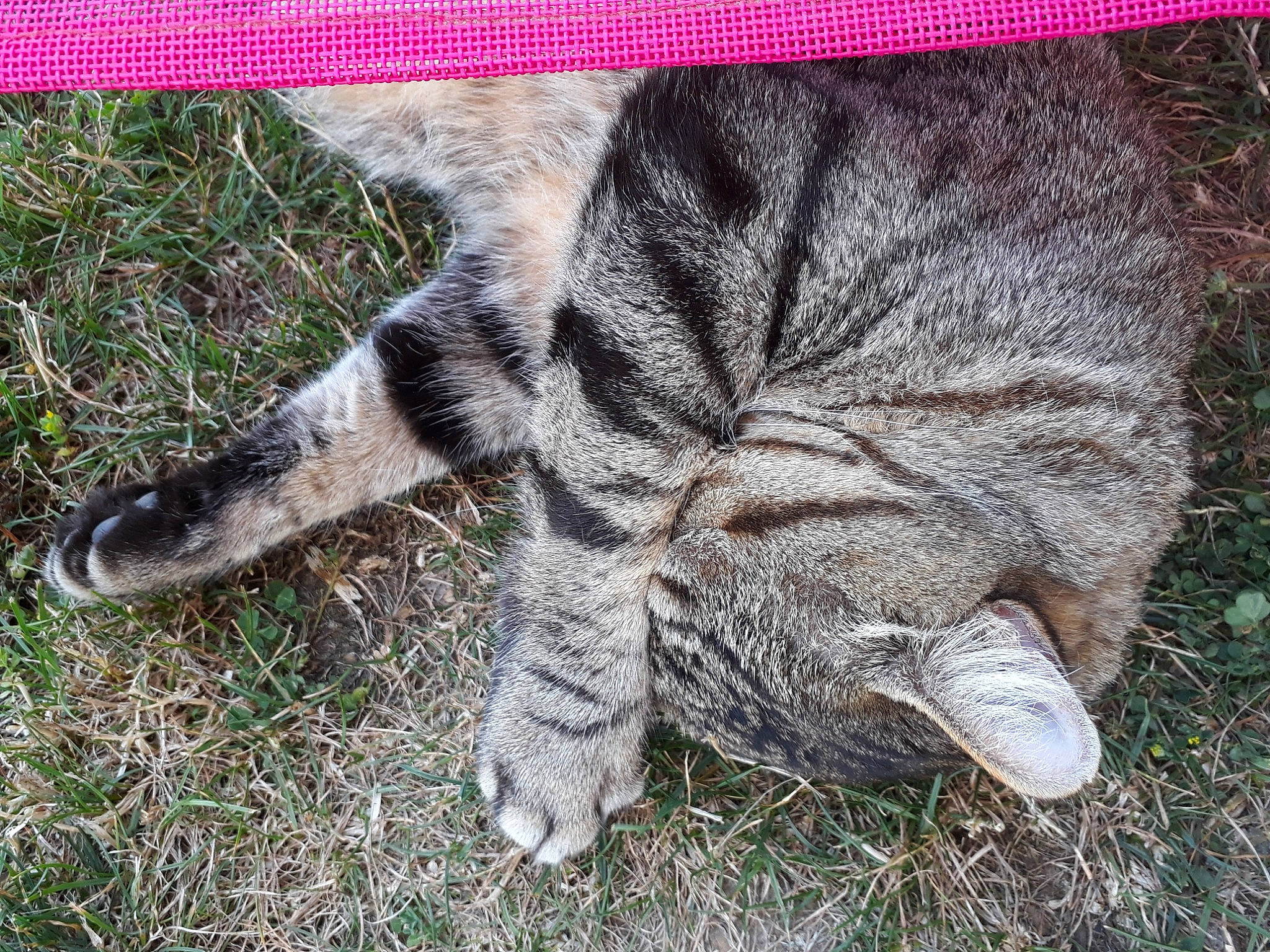 Minou participe au concours pour gagner de l'argent avec cette photo : carnivore, cat, claw, domestic_short_haired_cat, european_shorthair, felidae, fur, grass, kitten, leg, nap, paw, plant, polydactyl_cat, sleep, small_to_medium_sized_cats, snout, tabby_cat, tail, whiskers