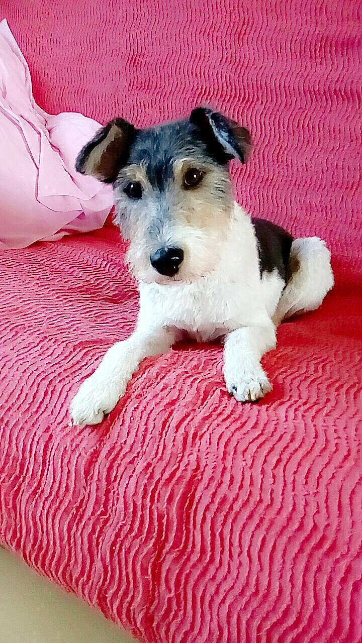 Chipie a rejoint le concours — aidez-le/la à gagner de superbes lots ! canidae, carnivore, chilean_fox_terrier, companion_dog, dog, dog_breed, fox_terrier, mammal, puppy, rare_breed_dog, terrier, vertebrate, welsh_terrier, wire_hair_fox_terrier