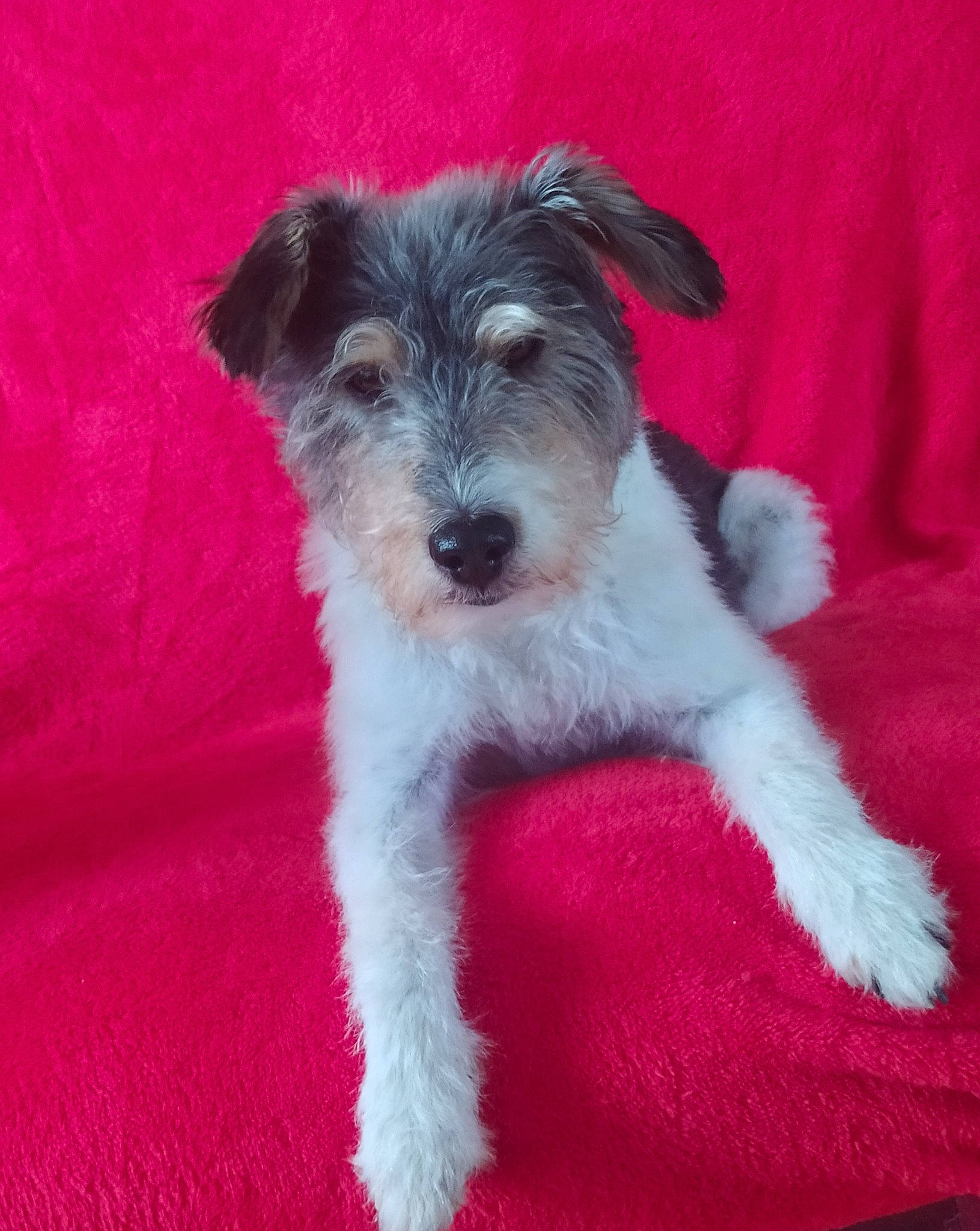 Chipie a rejoint le concours — aidez-le/la à gagner de superbes lots ! carnivore, companion_dog, dog, dog_breed, fur, non_sporting_group, small_terrier, snout, sporting_group, terrier