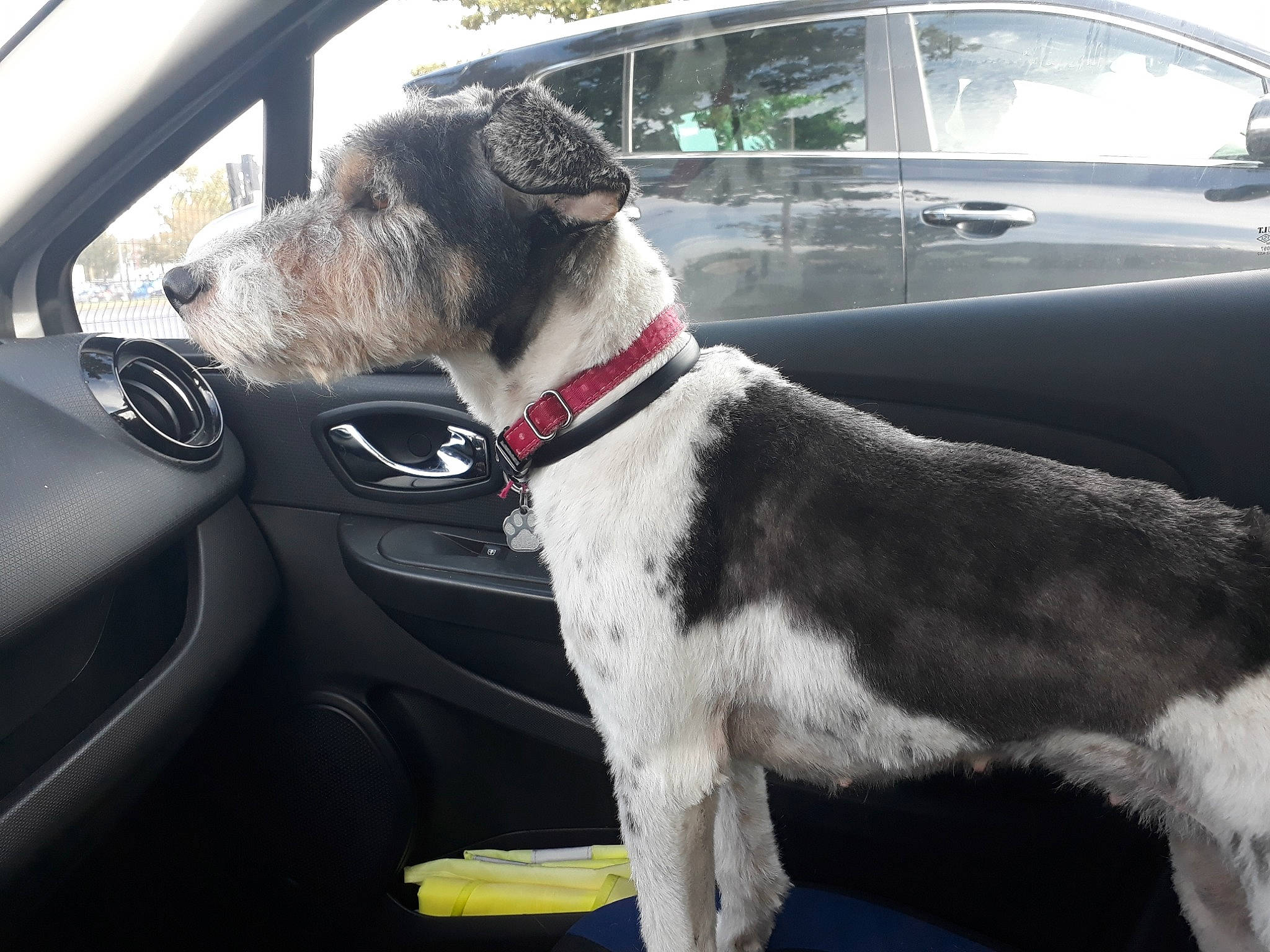Chipie a rejoint le concours — aidez-le/la à gagner de superbes lots ! boston_terrier, bow_tie, canidae, car, car_seat, carnivore, collar, dog, dog_breed, dog_collar, driving, great_dane, mammal, non_sporting_group, seat_belt, snout, sporting_group, vehicle, vehicle_door, window