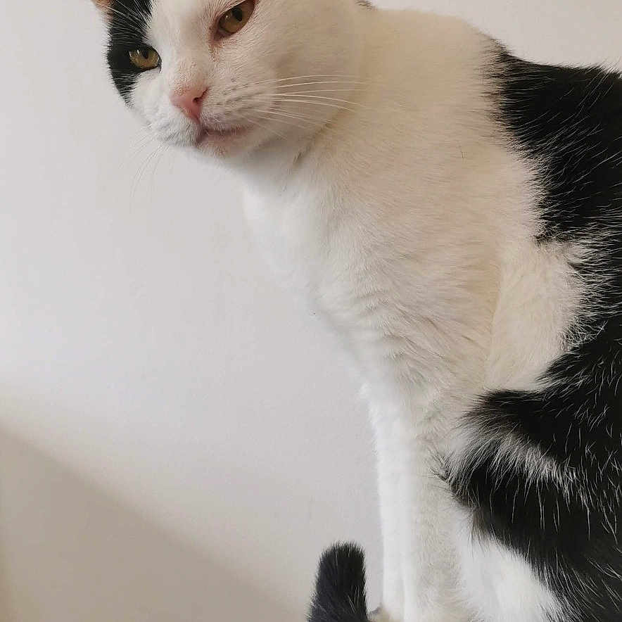 Bibi