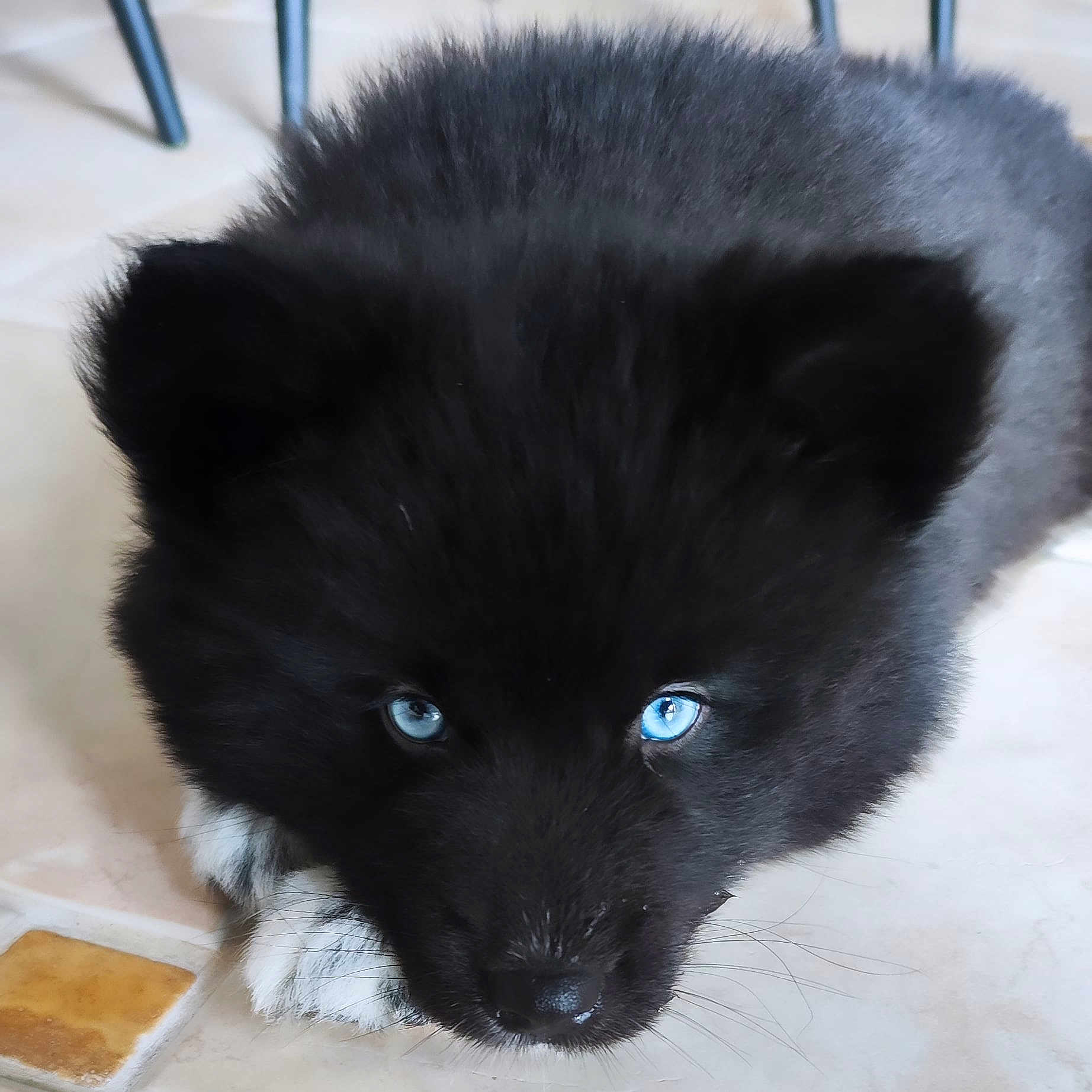 Vaya participe au concours pour gagner de l'argent avec cette photo : animal, arcticfox, blackcat, canine, cat, coyote, dog, eskimodog, fox, germanshepherd, husky, kitfox, kitten, panther, pet, puppy, silhouette, snout, whitedog, wolf