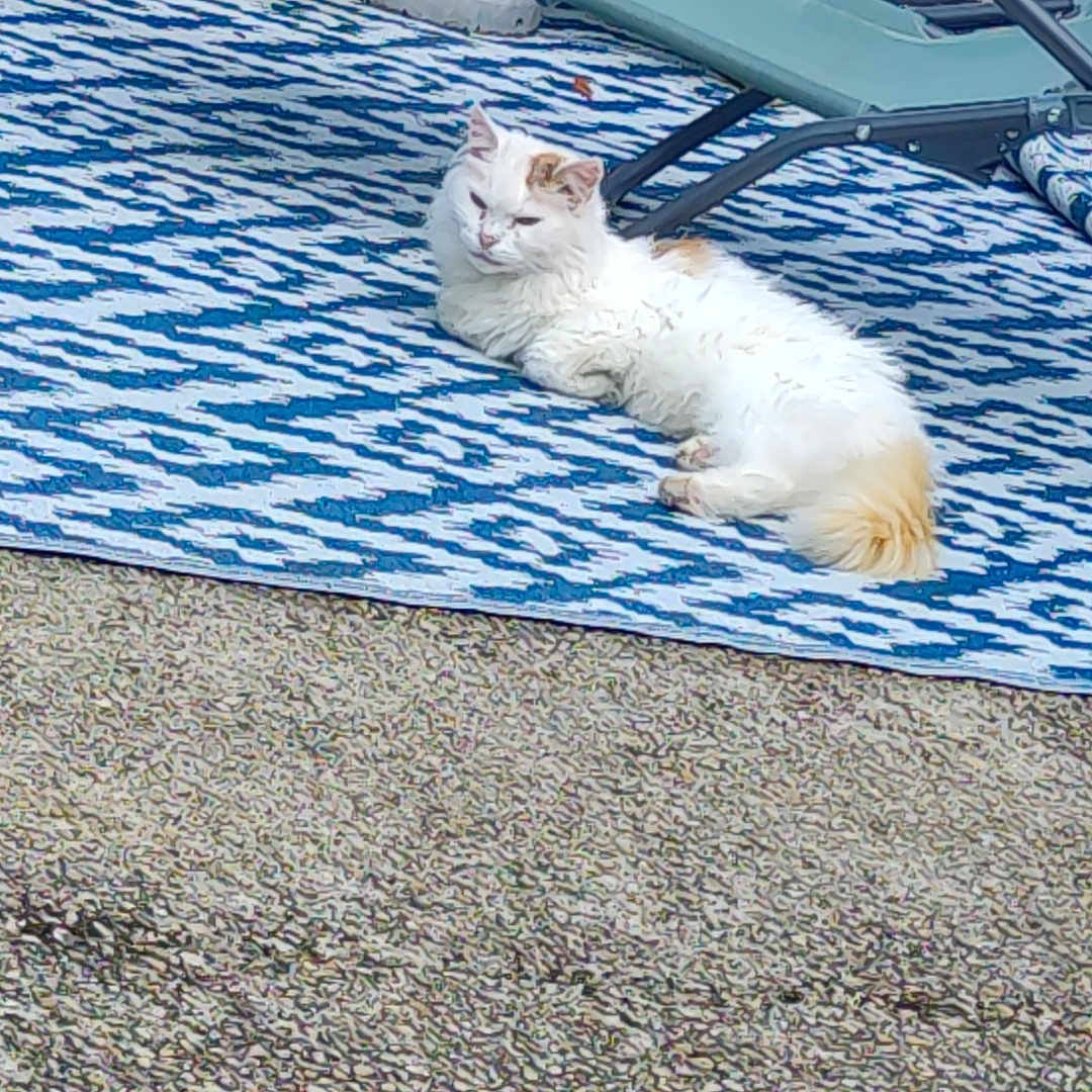 Chaton