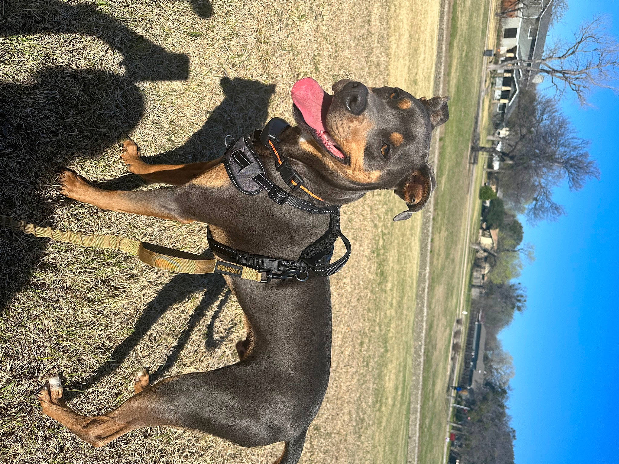 Thor is registered to the contest to win money with this photo: canidae, carnivore, collar, companion_dog, dog, dog_breed, dog_collar, fashion_accessory, fawn, guard_dog, leash, personal_protective_equipment, pet_supply, plant, road_surface, sky, snout, sporting_group, tree, working_animal