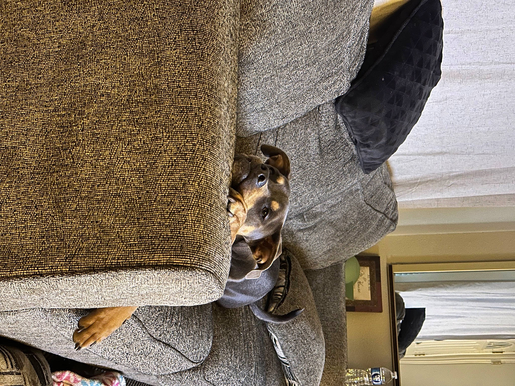 Thor is registered to the contest to win money with this photo: beard, comfort, denim, eyewear, fashion_accessory, fashion_design, fur, grey, hat, headgear, helmet, linens, metal, pattern, sculpture, sleeve, sunglasses, wood, working_animal, woven_fabric