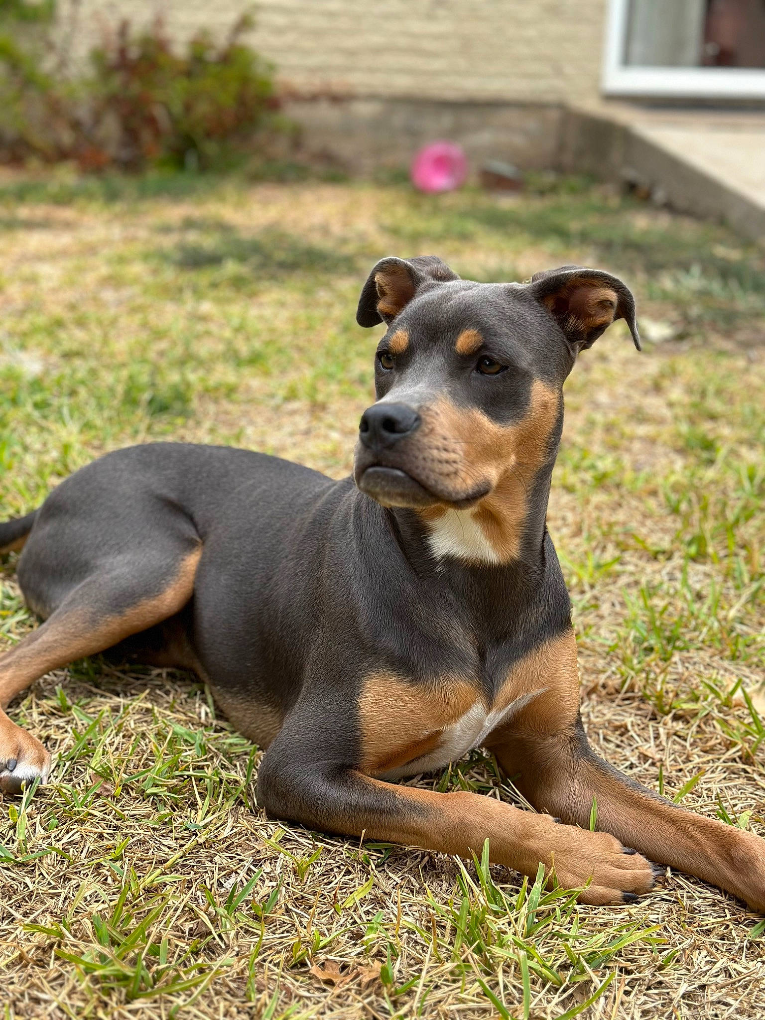 Thor joined the competition — help win amazing prizes! canidae, carnivore, companion_dog, dog, dog_breed, door, fawn, grass, guard_dog, hunting_dog, pet_supply, plant, snout, sporting_group, terrestrial_animal, terrier, toy_dog, window, working_animal, working_dog