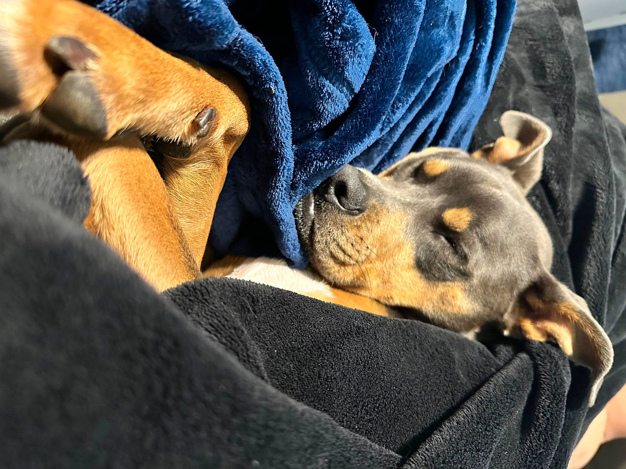 Thor is registered to the contest to win money with this photo: canidae, carnivore, comfort, companion_dog, couch, dog, dog_breed, fawn, fur, guard_dog, mammal, nap, paw, puppy, snout, sporting_group, terrestrial_animal, toy_dog, whiskers, working_animal