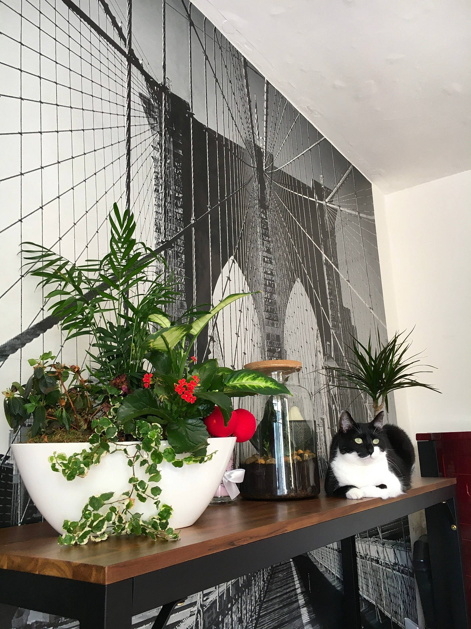 Nuxe participe au concours pour gagner de l'argent avec cette photo : building, cat, design, flooring, flower, flowerpot, glass, grass, house, houseplant, interior_design, living_room, plant, property, room, shade, table, vase, white, wood
