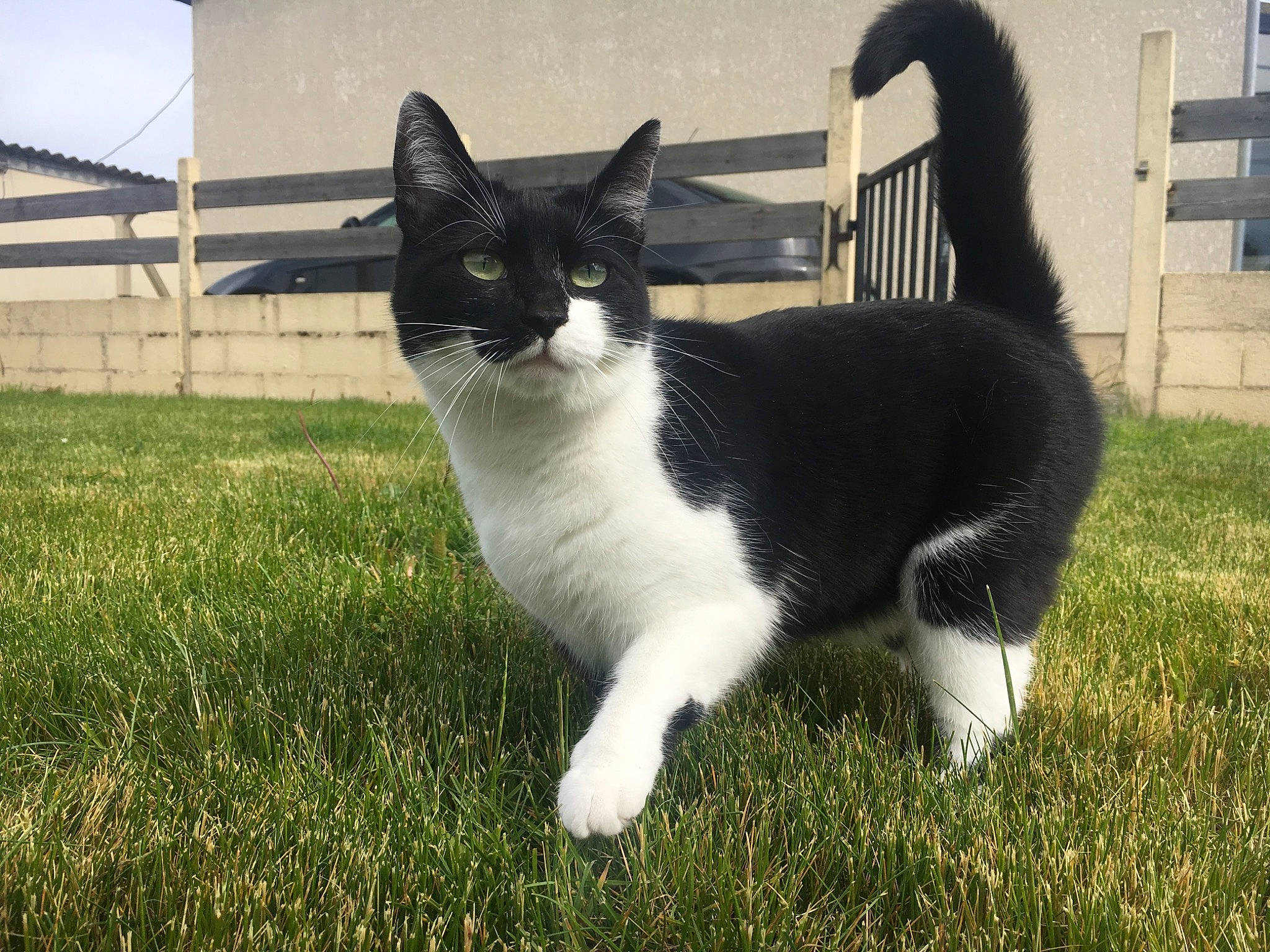 Nuxe a rejoint le concours — aidez-le/la à gagner de superbes lots ! carnivore, cat, domestic_short_haired_cat, felidae, fur, grass, grassland, monochrome_photography, paw, plant, shadow, sitting, sky, small_to_medium_sized_cats, snout, tail, terrestrial_animal, tree, whiskers, window