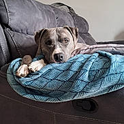 Goliath participe au concours pour gagner de l'argent avec cette photo : dog, puppy, pit_bull, gray_coat, white_paws, brown_eyes, lying_down, relaxed, sleepy, blanket, blue_blanket, leather_recliner, couch, indoor, living_room, cozy, pet, animal, portrait, home