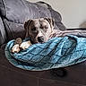 dog, puppy, pit_bull, gray_coat, white_paws, brown_eyes, lying_down, relaxed, sleepy, blanket, blue_blanket, leather_recliner, couch, indoor, living_room, cozy, pet, animal, portrait, home