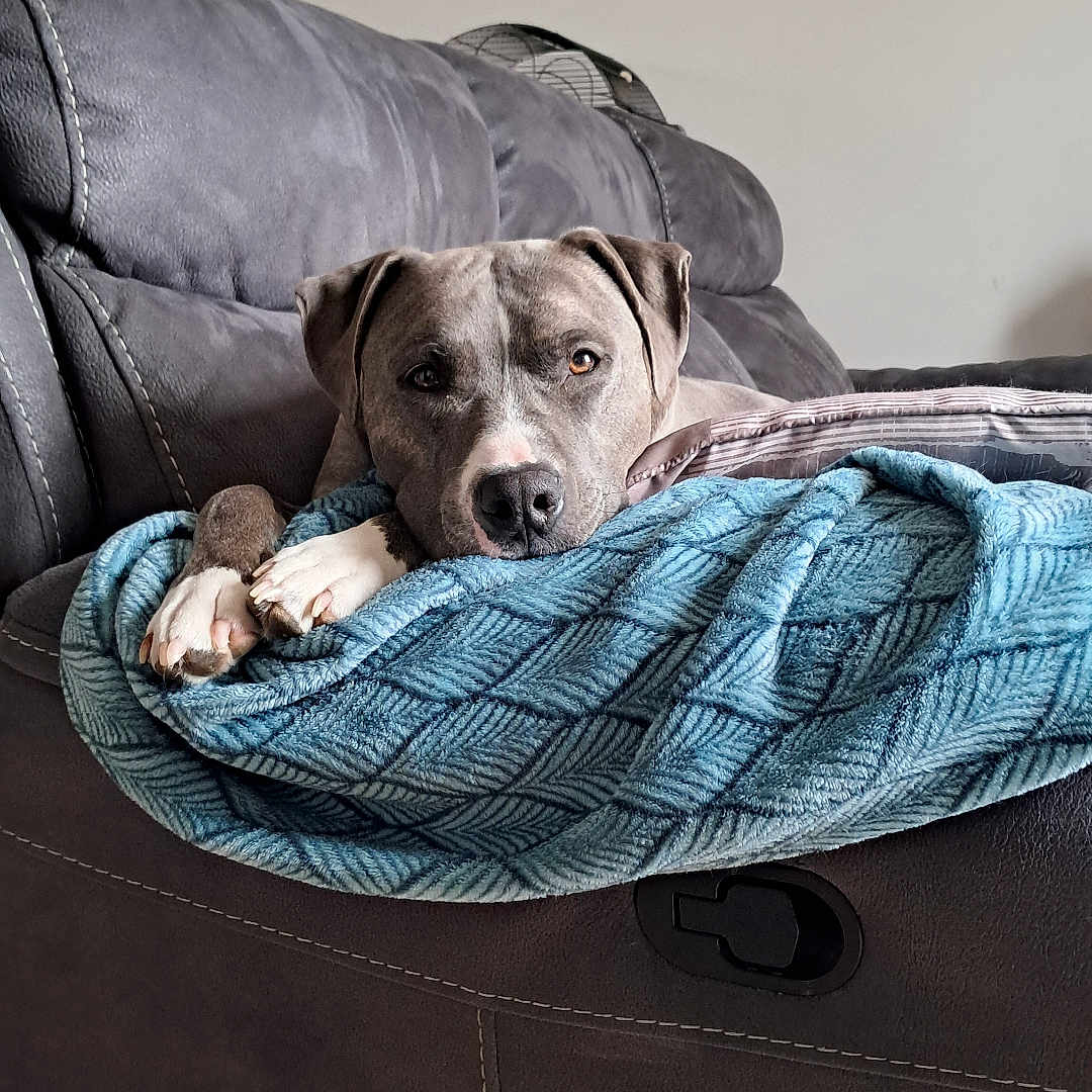 Goliath participe au concours pour gagner de l'argent avec cette photo : dog, puppy, pit_bull, gray_coat, white_paws, brown_eyes, lying_down, relaxed, sleepy, blanket, blue_blanket, leather_recliner, couch, indoor, living_room, cozy, pet, animal, portrait, home