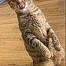 cat, tabby_cat, standing, wooden_floor, indoor, pet, animal, tongue_out, green_eyes, furniture, slippers, playful, cute, whiskers, ears, fur, household, domestic_cat, looking, alert