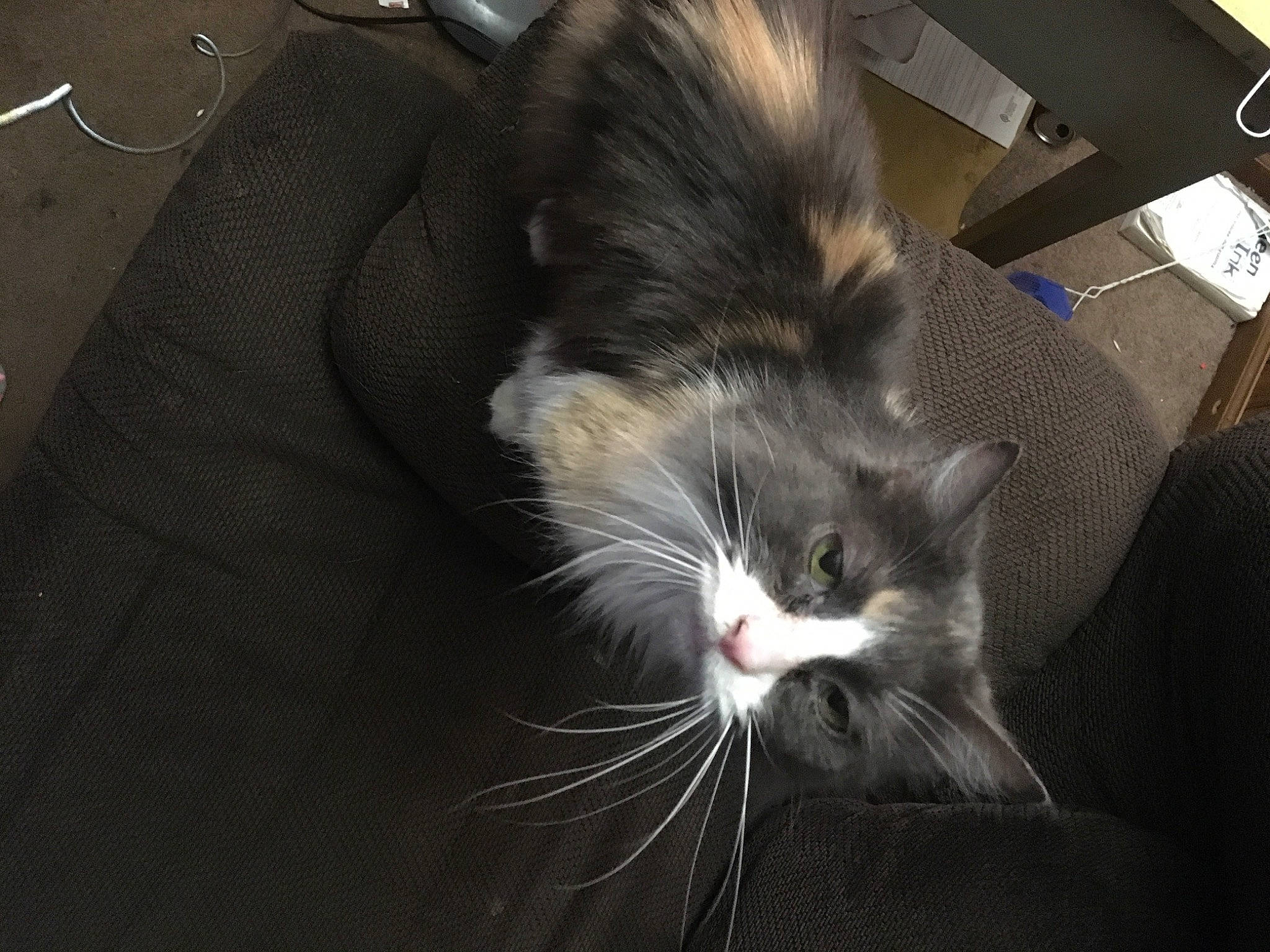 Chloe is registered to the contest to win money with this photo: carnivore, cat, claw, domestic_short_haired_cat, felidae, fur, paw, plant, small_to_medium_sized_cats, snout, tail, whiskers, window