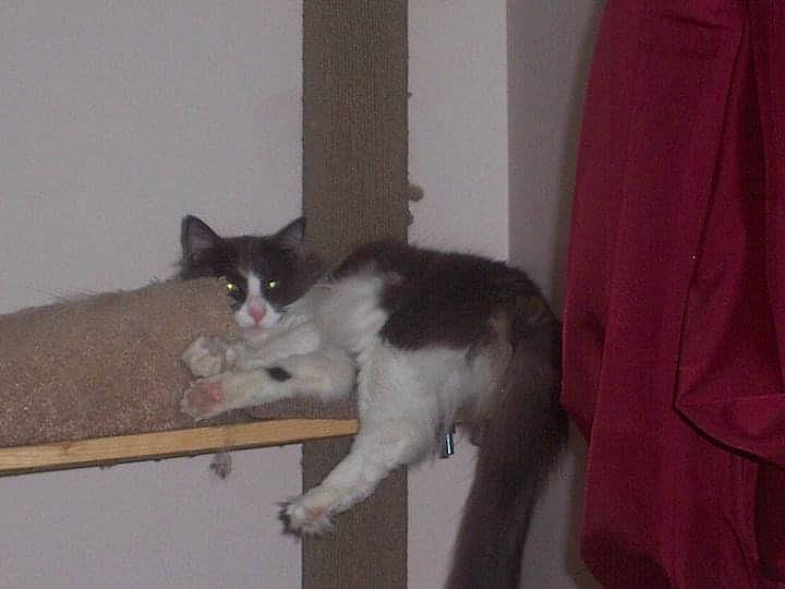 Chloe joined the competition — help win amazing prizes! box, carnivore, cat, cat_supply, curtain, domestic_short_haired_cat, felidae, flooring, fur, grey, hardwood, paw, pedestal, room, small_to_medium_sized_cats, snout, table, tail, whiskers, wood