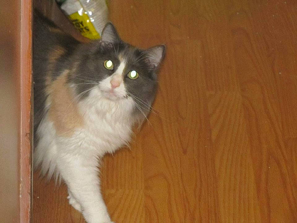 Chloe is registered to the contest to win money with this photo: carnivore, cat, domestic_short_haired_cat, felidae, flooring, fur, hardwood, laminate_flooring, paw, plank, plywood, small_to_medium_sized_cats, snout, tail, varnish, whiskers, wood, wood_flooring, wood_stain