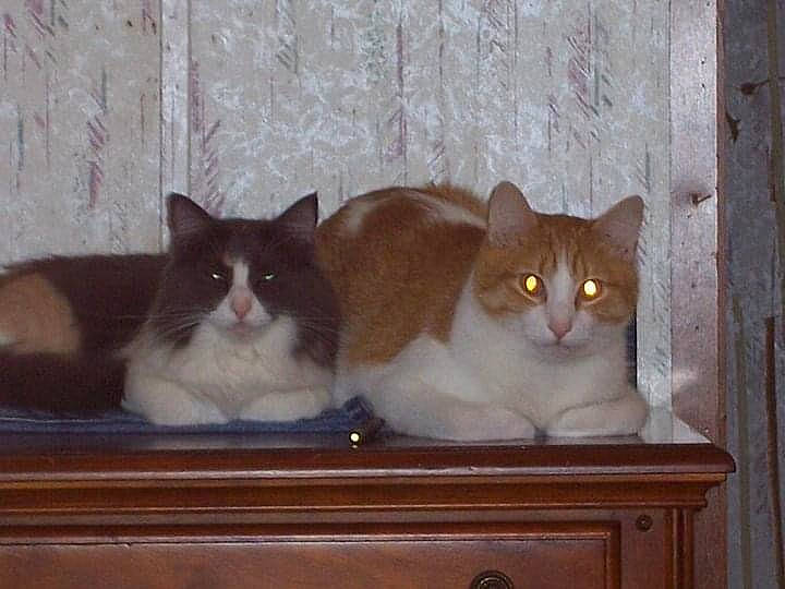 Chloe joined the competition — help win amazing prizes! box, cabinetry, carnivore, cat, domestic_short_haired_cat, drawer, fawn, felidae, fur, grey, hardwood, iris, pedestal, plaster, small_to_medium_sized_cats, snout, tail, whiskers, window, wood