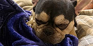 Juice is registered to the contest to win money with this photo: dog, french_bulldog, sleeping, blanket, purple_blanket, couch, indoor, pet, cozy, resting, fur, ear, snout, face, paw, home, relaxation, comfort, animal, canine