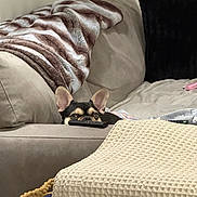 Juice joined the competition — help win amazing prizes! dog, couch, blanket, remote_control, living_room, ears, peeking, cozy, furniture, pet, indoor, home, curious, soft, cushion, relaxation, basket, textile, comfort, small_dog