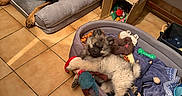 Bloom a rejoint le concours — aidez-le/la à gagner de superbes lots ! dog, puppy, bed, toy, blanket, floor, tile, cardboard_box, stuffed_animal, pet, indoor, resting, playing, cozy, furniture, brown, black, gray, cute, animal