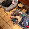 dog, puppy, bed, toy, blanket, floor, tile, cardboard_box, stuffed_animal, pet, indoor, resting, playing, cozy, furniture, brown, black, gray, cute, animal