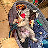 Bloom participe au concours pour gagner de l'argent avec cette photo : puppy, dog_bed, toy, plush_toy, floor, tile, cardboard_box, sleeping, relaxed, indoor, cozy, stuffed_animal, pet, animal, cute, furry, resting, colorful, home, playful