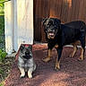 dog, puppy, rottweiler, fluffy, gray, black, tan, outdoor, sunlight, grass, door, building, pavement, pets, animal, smiling, sitting, young, nature, daytime