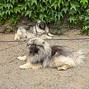 Bloom participe au concours pour gagner de l'argent avec cette photo : dog, canine, fluffy, outdoor, ivy, greenery, gravel, nature, relaxed, lying_down, two_dogs, fur, pets, animal, smiling, leaf, wall, happy, shade, resting