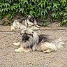 dog, canine, fluffy, outdoor, ivy, greenery, gravel, nature, relaxed, lying_down, two_dogs, fur, pets, animal, smiling, leaf, wall, happy, shade, resting