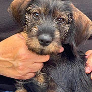 Oscar participe au concours pour gagner de l'argent avec cette photo : puppy, dog, canine, black_and_tan, shaggy_fur, floppy_ears, brown_fur, black_fur, close_up, portrait, pet, animal, sitting, being_held, human_hands, indoor, cuddling, adorable, curious, photography