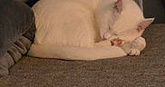 Alexa joined the competition — help win amazing prizes! animal, cat, couch, cozy, curtains, domestic, feline, fur, gray_couch, home, indoor, peaceful, pet, quiet, relaxation, resting, sleeping, soft_light, white_cat, window