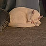 animal, cat, couch, cozy, curtains, domestic, feline, fur, gray_couch, home, indoor, peaceful, pet, quiet, relaxation, resting, sleeping, soft_light, white_cat, window