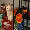 Alexa joined the competition — help win amazing prizes! black_flowers, cat, cozy, curious, decor, dr_pepper_box, feline, figurine, floor, flowers, indoor, lights, orange_flowers, pet, portrait, sitting, table, vase, white_cat, wood_floor
