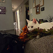 Alexa is registered to the contest to win money with this photo: animal, cat, couch, cozy, curious, domestic, faux_flowers, flowers, furniture, home_decor, indoor, living_room, orange_flowers, pet, quiet, relaxed, resting, soft_lighting, wall_art, white_cat