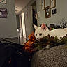 animal, cat, couch, cozy, curious, domestic, faux_flowers, flowers, furniture, home_decor, indoor, living_room, orange_flowers, pet, quiet, relaxed, resting, soft_lighting, wall_art, white_cat