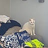 Alexa joined the competition — help win amazing prizes! bare_legs, blue_flower, cat, couch, cozy, decor, fabric, flower_vase, furniture, gray_couch, home_interior, indoor, living_room, person, pillow, relaxation, seated, text_on_pillow, white_cat, yellow_shirt