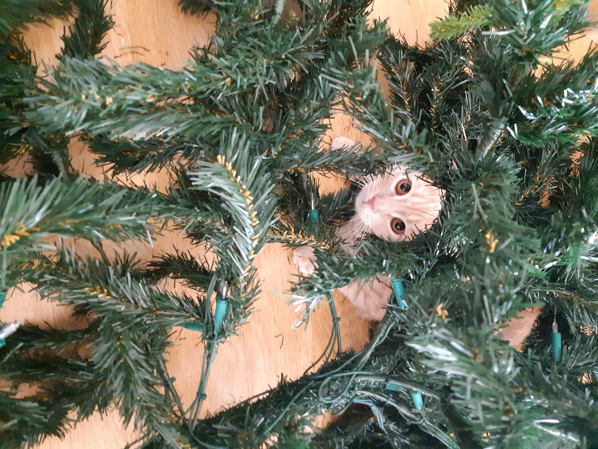 Eko a rejoint le concours — aidez-le/la à gagner de superbes lots ! botany, branch, christmas, christmas_decoration, christmas_ornament, christmas_tree, event, evergreen, holiday, holiday_ornament, larch, leaf, ornament, pattern, plant, shortstraw_pine, terrestrial_plant, tree, twig, woody_plant