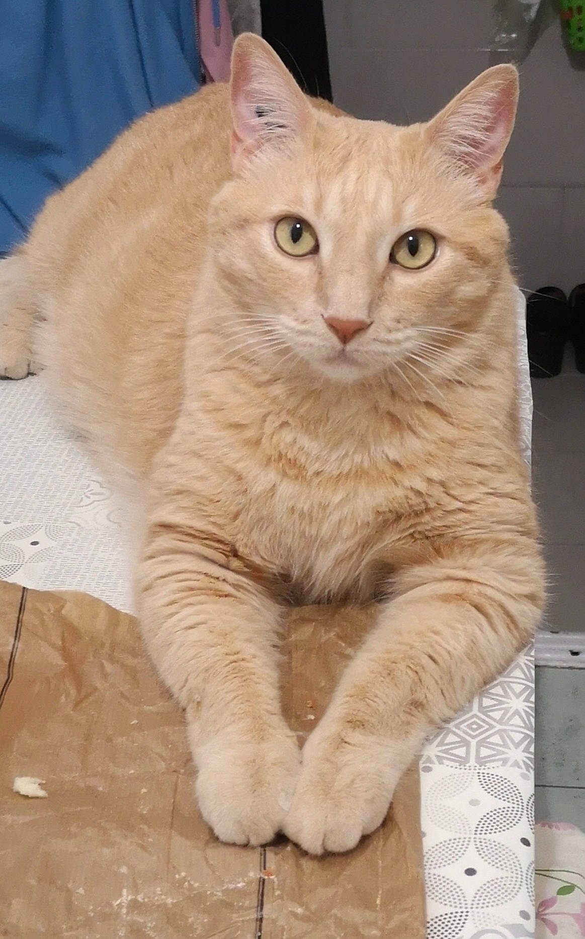 Rambo participe au concours pour gagner de l'argent avec cette photo : carnivore, cat, claw, domestic_short_haired_cat, fawn, felidae, flowerpot, fur, houseplant, paw, small_to_medium_sized_cats, snout, tail, whiskers, window, wood