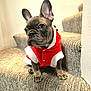 dog, french_bulldog, puppy, pet, stairs, carpet, red_clothing, white_trim, indoors, cute, small_dog, animal, fur, ears, eyes, nose, paws, sitting, portrait, costume
